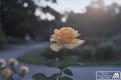 Bloom