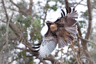BIRDS: Red-tailed Hawk #1
