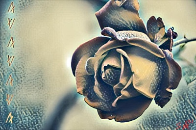 Stone Rose