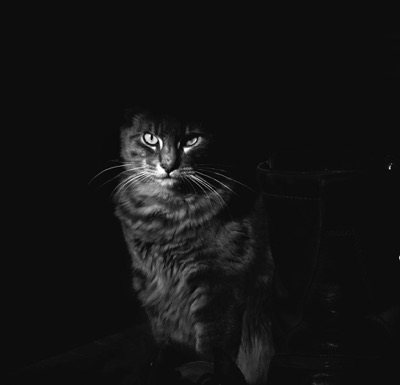 Shadow Cat 1