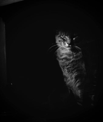 Shadow Cat 2