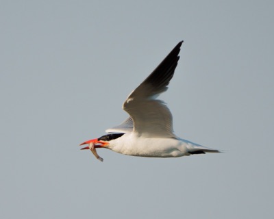 BIRDS: Caspian Tern #1