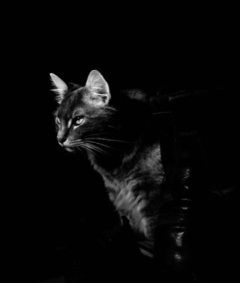 Shadow Cat 3