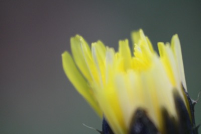 Nature #1