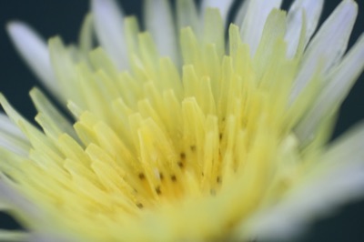Nature #3
