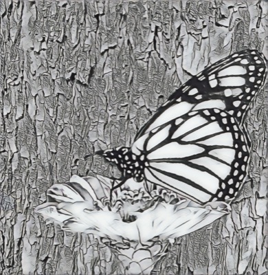 Monarch #001