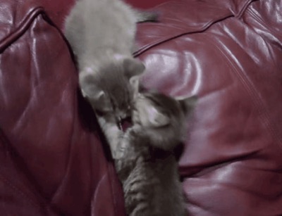 Kitteh Tumble!!
