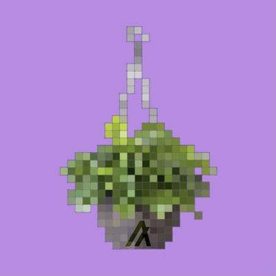 Algo Pot #5