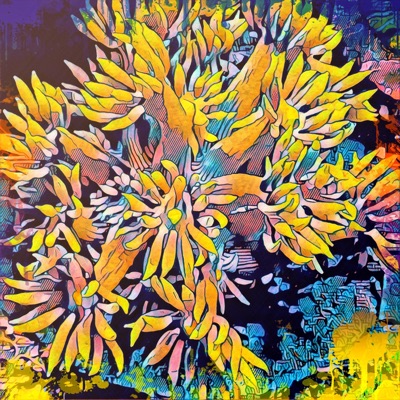 Coral Shotz #001