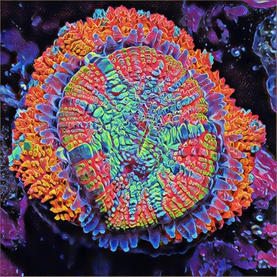 Coral Shotz #005