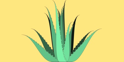 Algo Vera #1