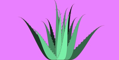 Algo Vera #3
