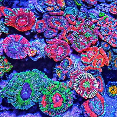 Reef Shotz #002