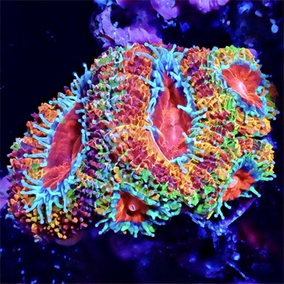 Coral Shotz #008