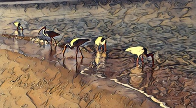 AlgoBeach