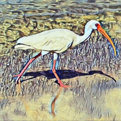 AlgoBeachBird (#1)