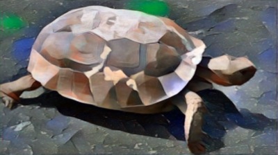 AlgoTurtle (#1)