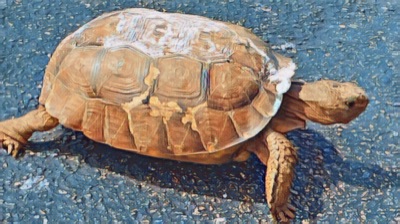 AlgoTurtle (#2)