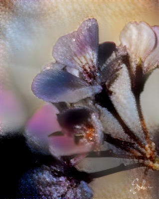 SCPFlower #2
