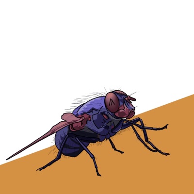Plotting Fly #1