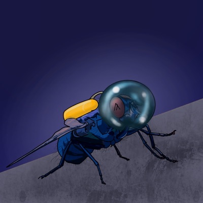 Plotting FLy #2
