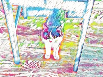 Rainbow Kitten Boz