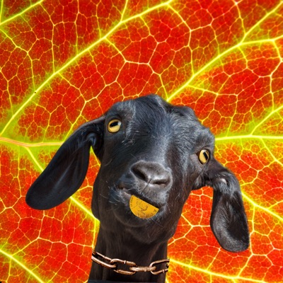 ALGOATRAND # 7