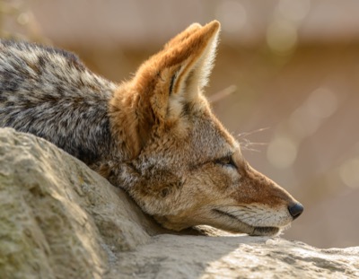Kitsune Sleepy