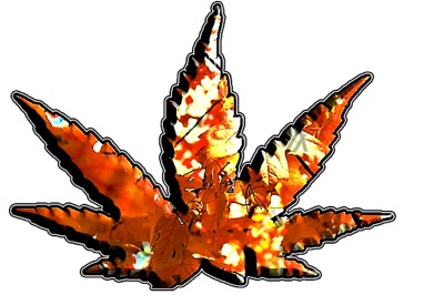 Acid Algo Leaves 4