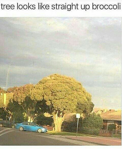 broccoli.algo